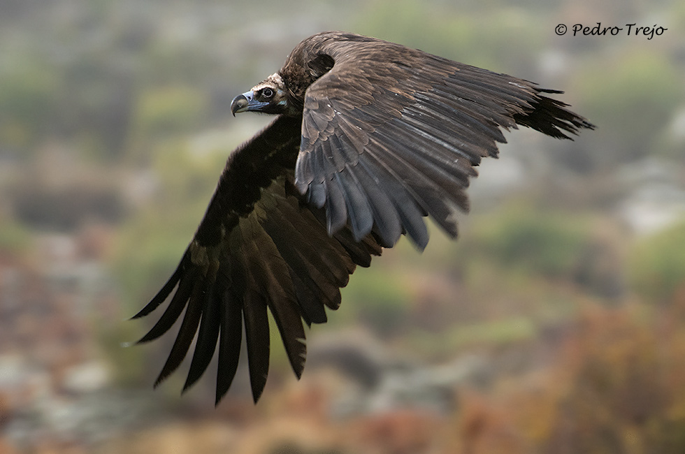 Buitre negro (Aegypinus monachus)